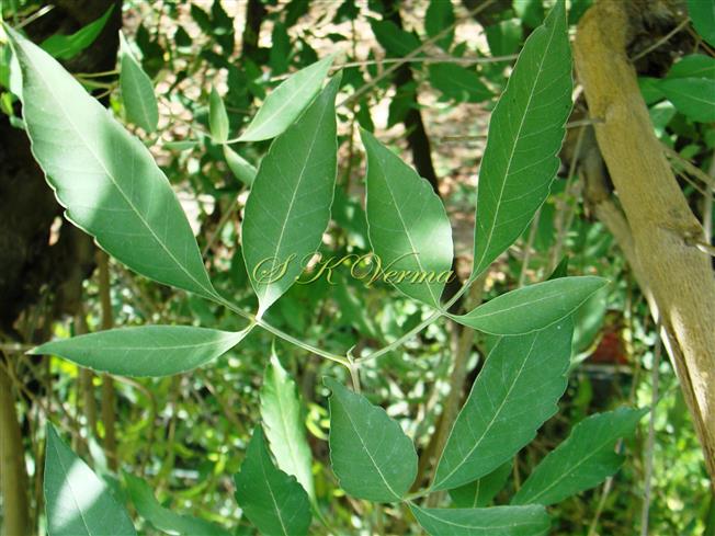 Leaves (Adaxaial view)
